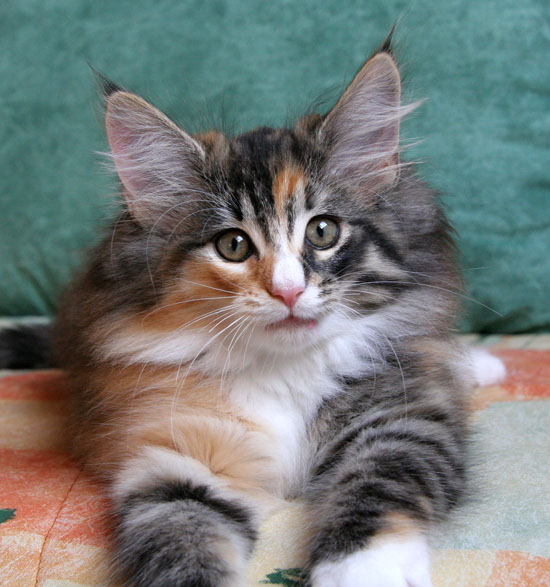 Belle - 10 semaines - portrait.jpg