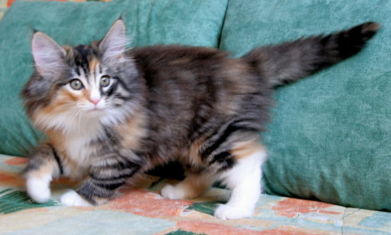 Belle - 10 semaines.jpg