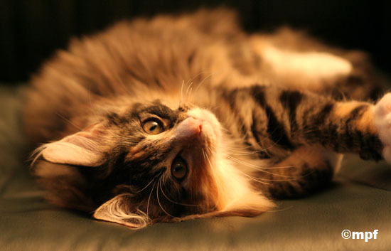 Belle - 13 semaines.jpg