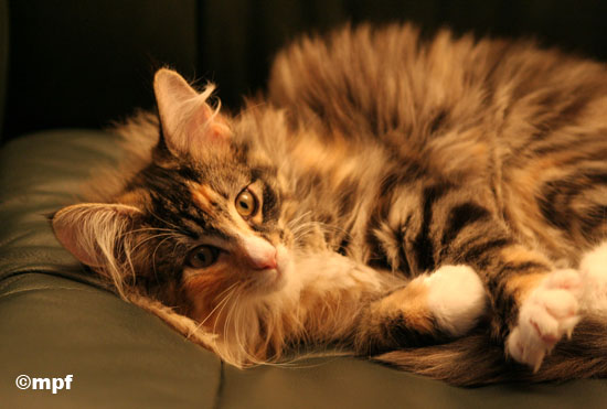 Belle - 13 semanes - 2.jpg