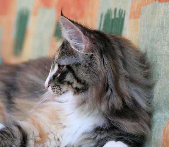 Belle - 4 mois - profil.jpg