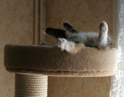 Belle - fevrier 2007.jpg