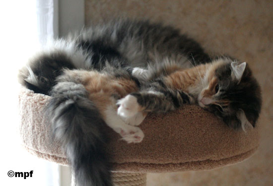 Belle - janvier 2007 - avec Pirate.jpg