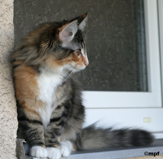 Belle - janvier 2007 - profil.jpg