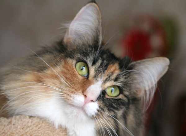 Belle - janvier 2008 - regard 2.jpg