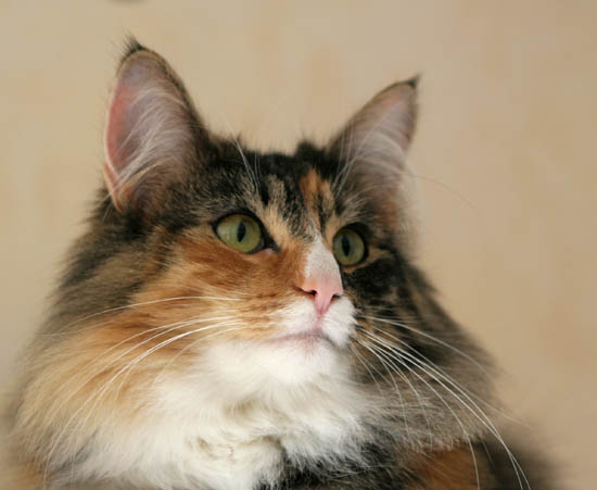 Belle - janvier 2008 - regard.jpg