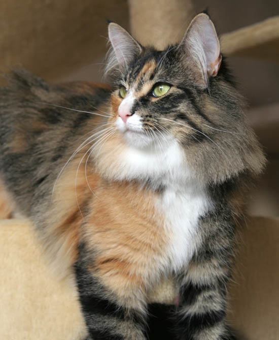 Belle - janvier 2008 - soleil.jpg