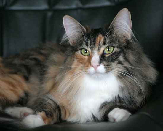 Belle - janvier 2008.jpg