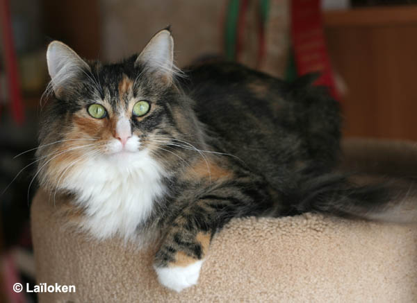 Belle - janvier 2009.jpg