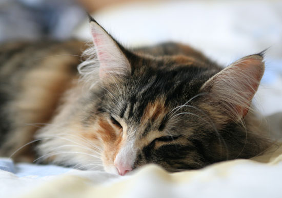 Belle - juin 2007.jpg