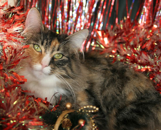 Belle - noel 2007.jpg