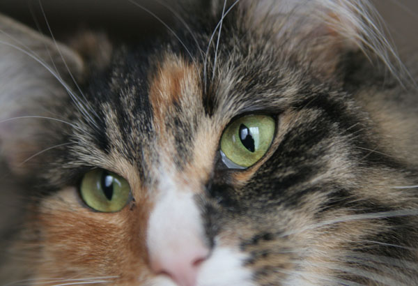 Les yeux de Belle - janvier 2008.jpg