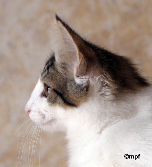 dazzling - 3 mois - profil.jpg