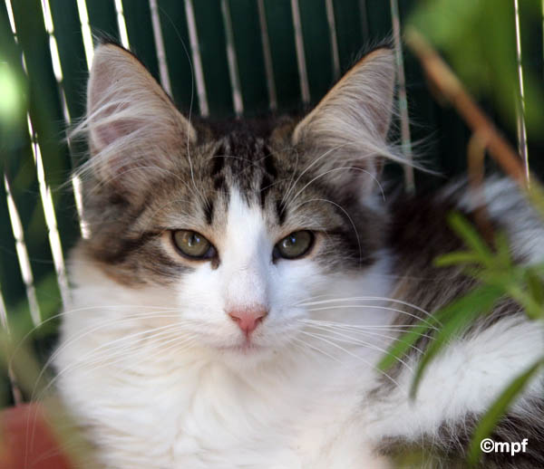 dazzling - 3 mois et demi - portrait.jpg