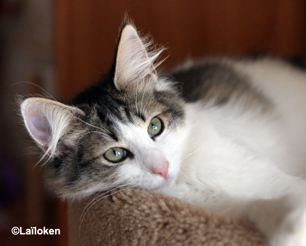 dazzling - 4 mois - portrait.jpg