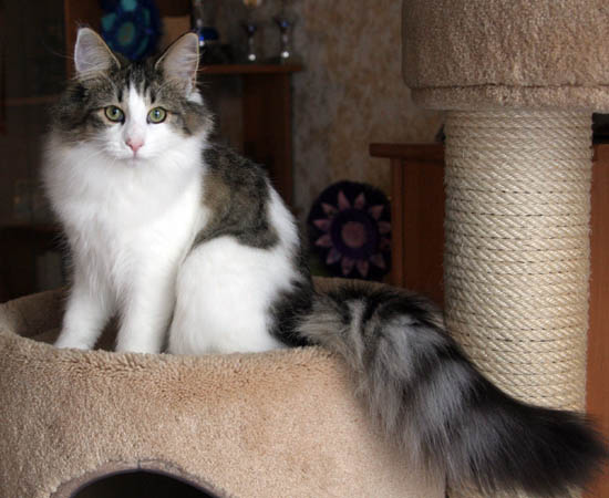 dazzling - 6 mois.jpg