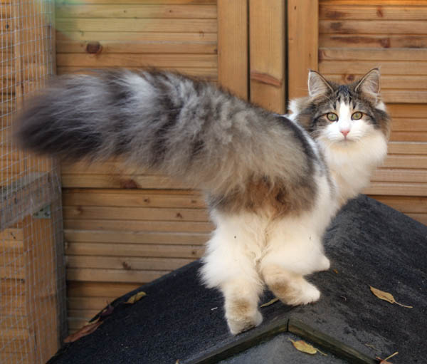 dazzling - 7 mois - jardin 2.jpg