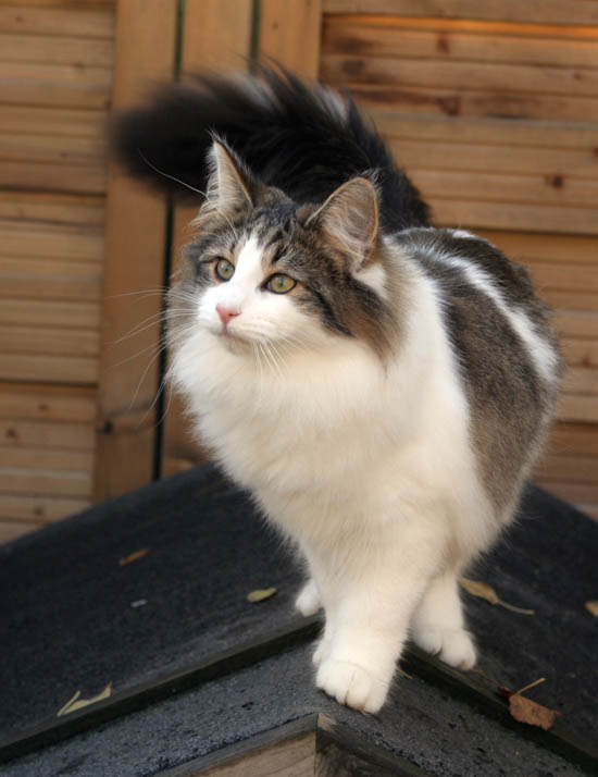 dazzling - 7 mois - jardin.jpg