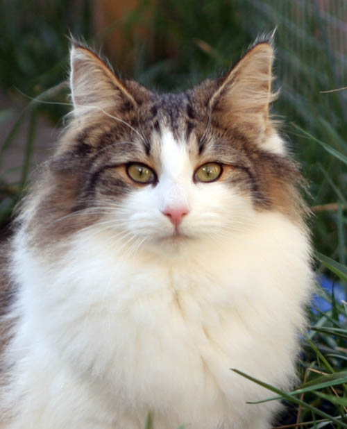 dazzling - 7 mois - portrait.jpg