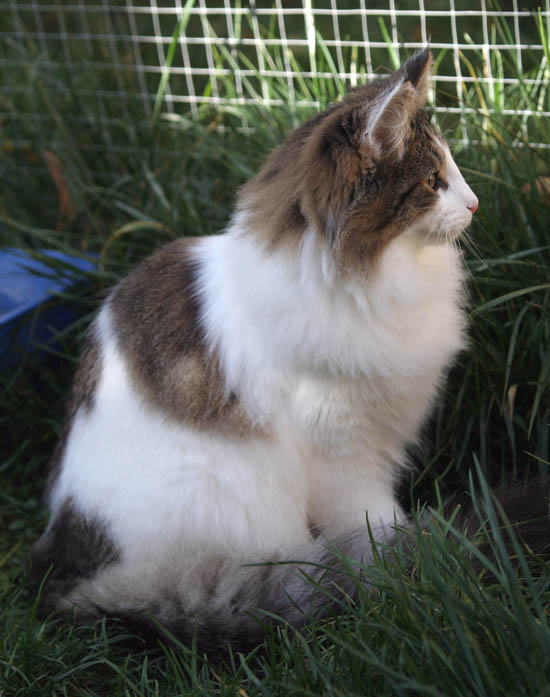 dazzling - 7 mois - profil.jpg