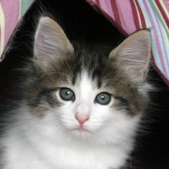 dazzling - 8 semaines - portrait.jpg