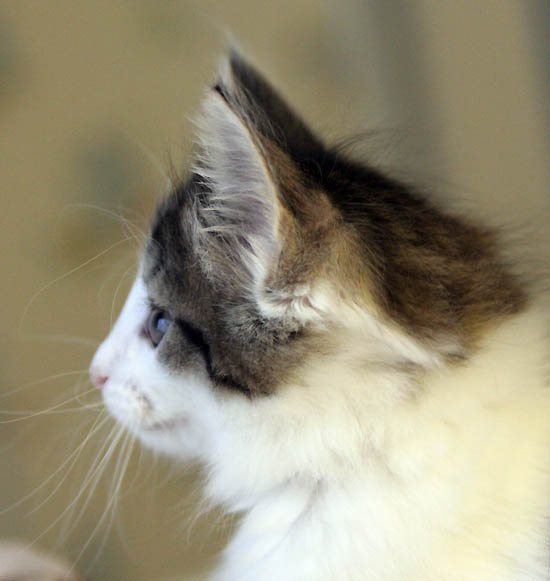 dazzling - 8 semaines - profil.jpg