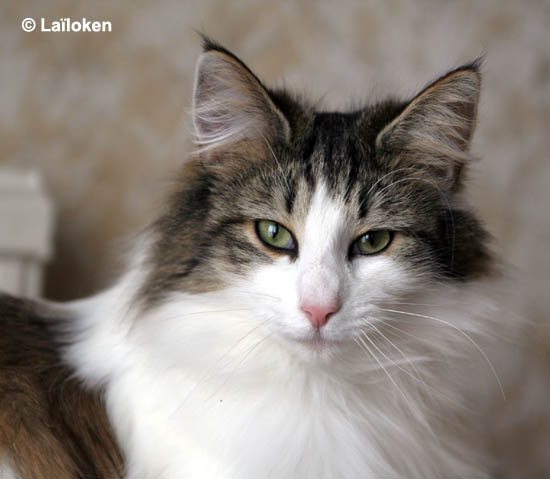 dazzling - avril 2009.jpg