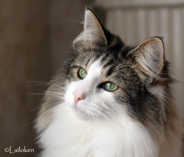 dazzling - decembre 2009 - regard2.jpg