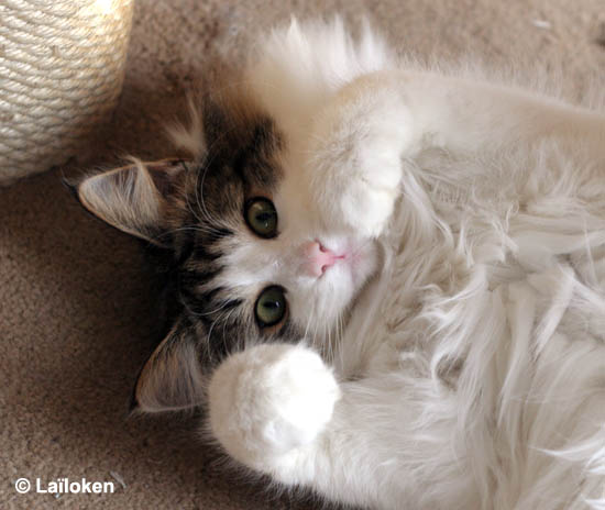 dazzling - janvier 2009 - marrante.jpg