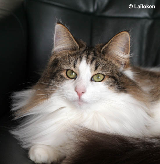 dazzling - janvier 2009 - portrait 2.jpg