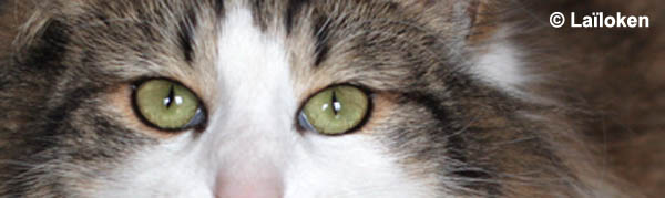 dazzling - janvier 2009 - regard.jpg