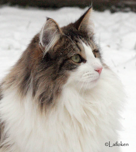 dazzling - janvier 2010 - portrait2.jpg