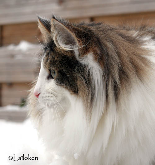 dazzling - janvier 2010 - profil.jpg