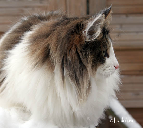 dazzling - janvier 2010 -profil2.jpg