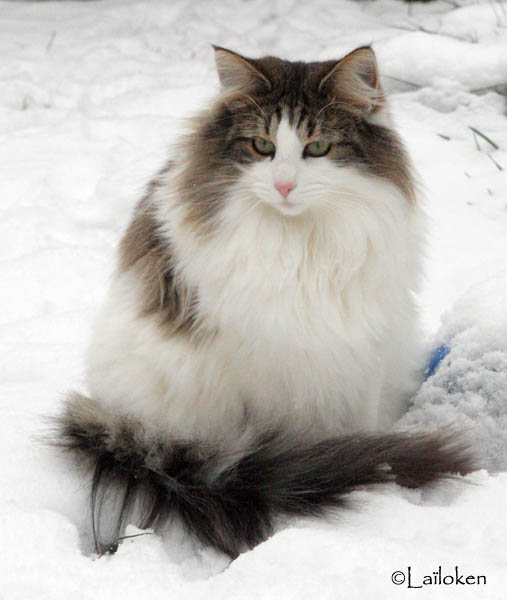 dazzling - janvier 2010- assise.jpg