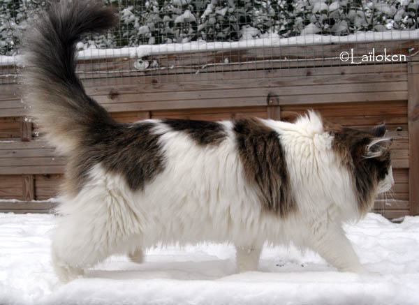 dazzling - janvier 2010.jpg