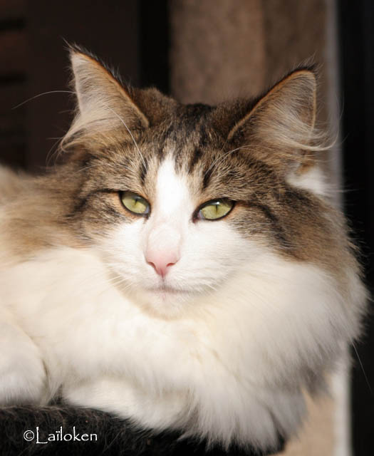 dazzling -novembre 2009 - portrait.jpg