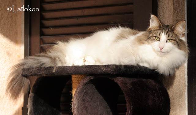 dazzling -novembre 2009.jpg