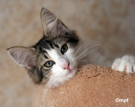 dazzling 3 mois - portrait.jpg