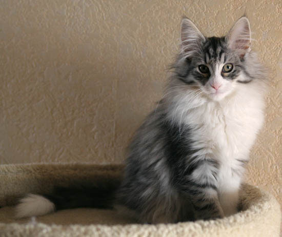 2007-12-calife-assis-12semaines