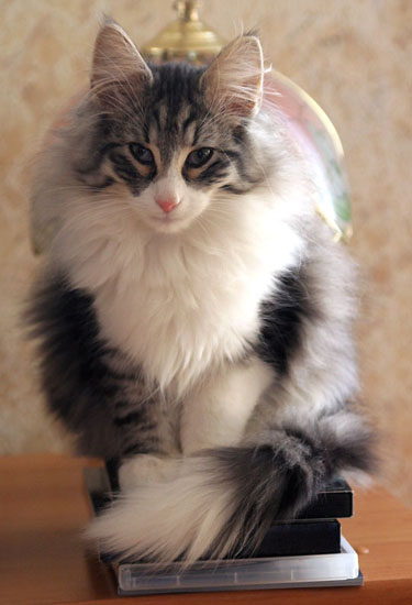 2008-01-calife-assis