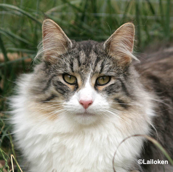 calife_0808_portrait