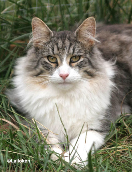 calife_0808_portraitpattes