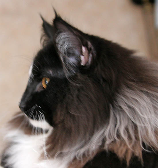 peiro - janvier 2008.jpg