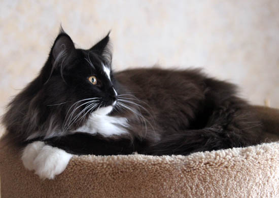 piero - 5 mois - couche.jpg