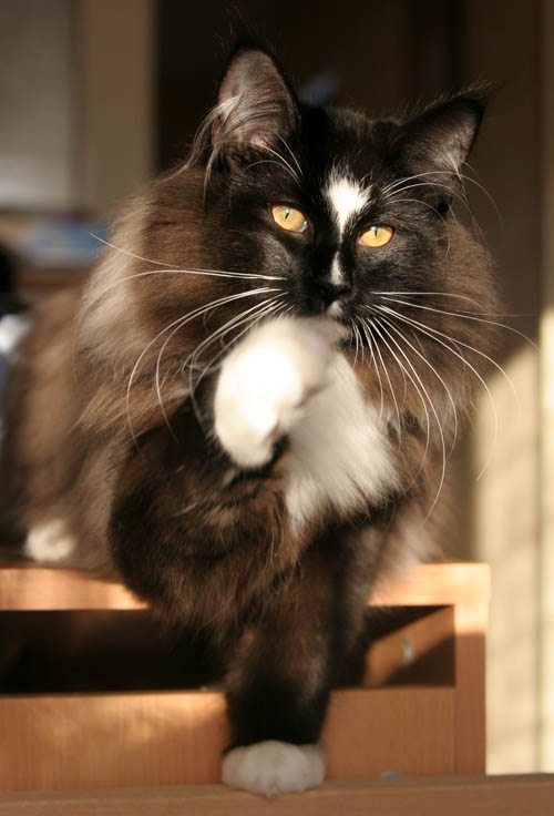 piero - 5 mois - joue dans le soleil.jpg