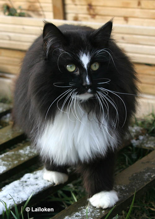 piero - fevrier 2009 - neige.jpg