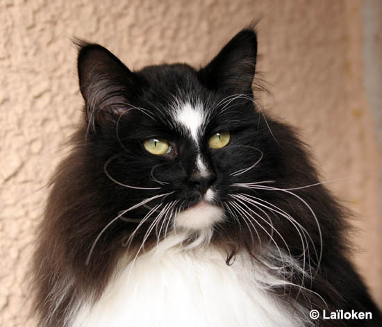 piero - fevrier 2009 - portrait.jpg