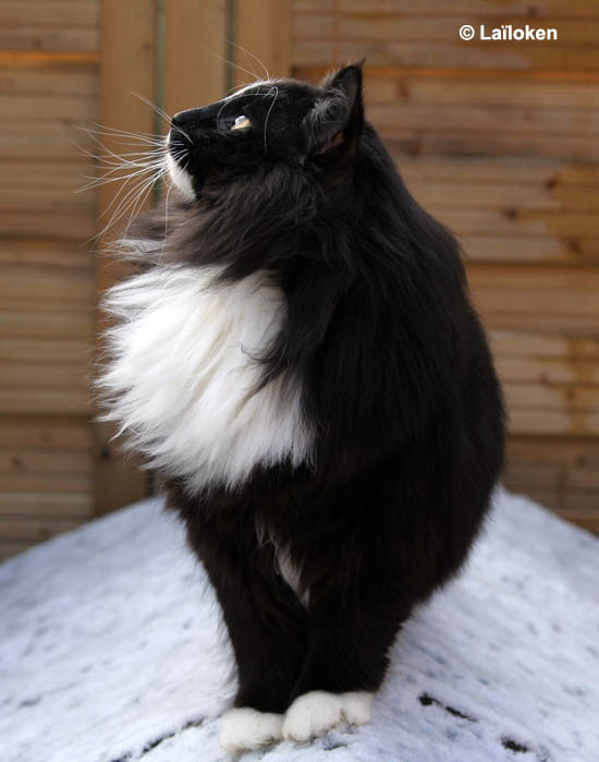 piero - fevrier 2009 - profil.jpg