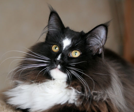 piero - janvier 2008 - portrait.jpg